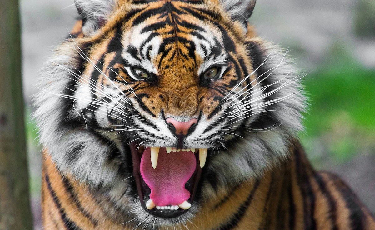 tiger attack