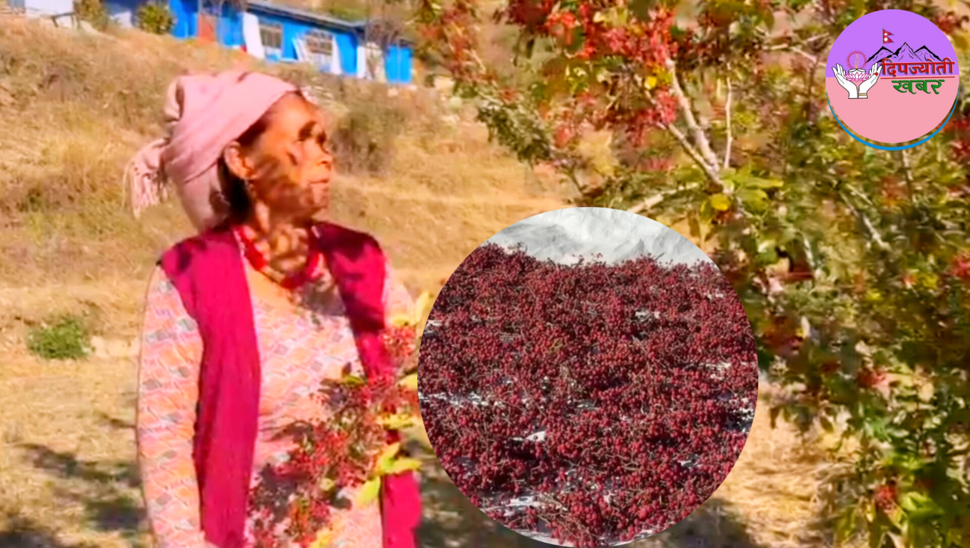 मुगुमा टिमुर खेती विस्तार, उत्पादनमा उत्साहजनक वृद्धि